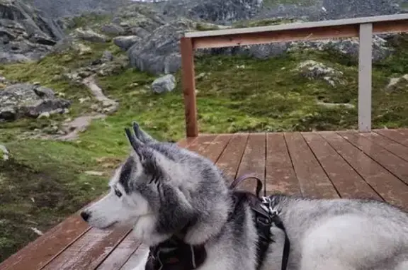 Lost Husky Misha - Fishhook, AK