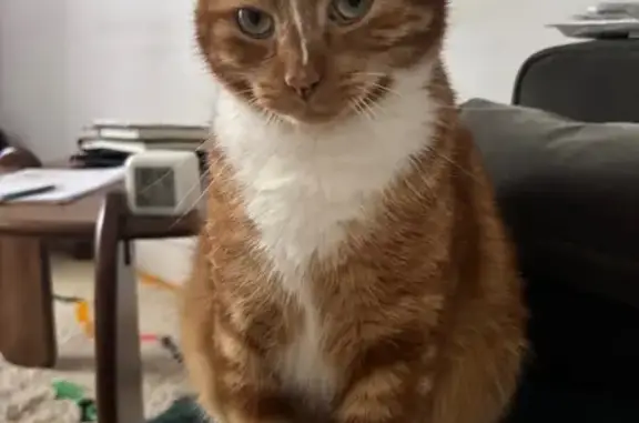 Chat perdu, Biarritz, photo: Chat roux mâle perdu à Biarritz