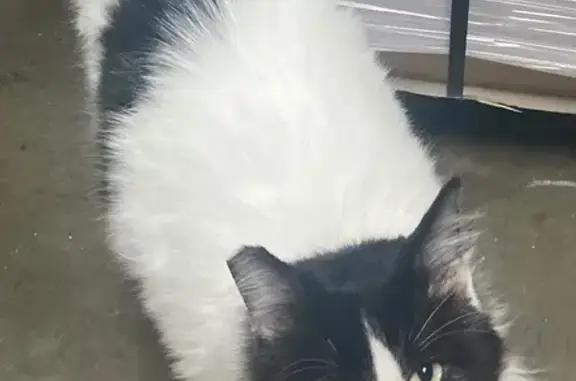 Lost Cat: White with Black Spots, Dutch Flat