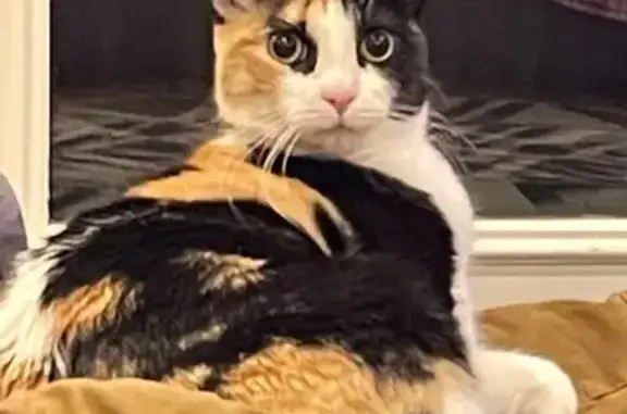 Missing cat Lunenburg, photo: Lost Calico Cat: Unique Leg Colors