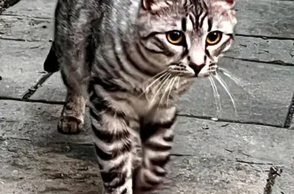 Lost Cat: Fluffy, Silver Tabby, Toronto