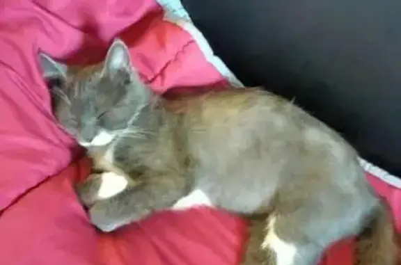Chaton gris-blanc perdu à Tancarville - photo