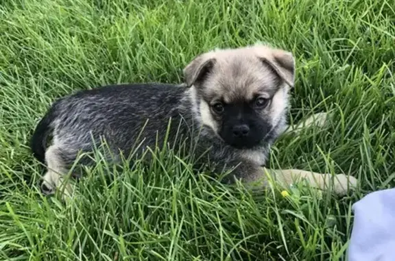 Lost Dog: Small, Black & White in West Jordan