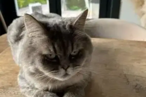 Sasha, chat gris perdu à Wervicq-Sud - photo