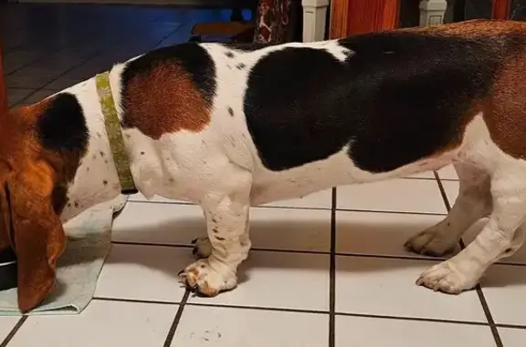 Lost and found pets Bradenton, photo: Lost Tri-Color Basset Hound in Bradenton