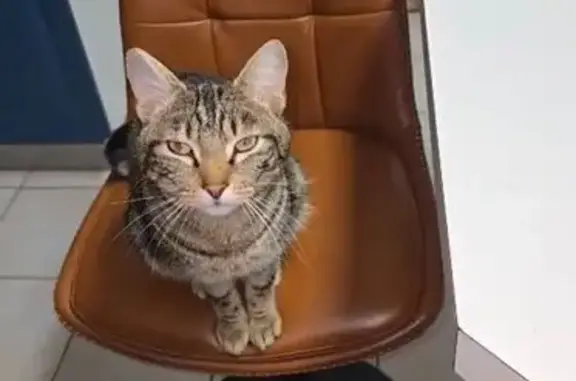 Petit chat tigré perdu à Landerneau - photo