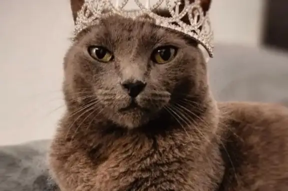Gato Gris Perdido en Puerto Vallarta