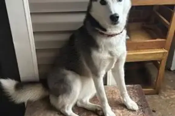 Lost and found pets Greensboro, photo: Missing Husky: Black & White, Pink Collar
