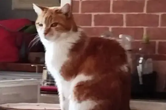 Chatte Rousse-Blanche Perdue à Trélazé - photo