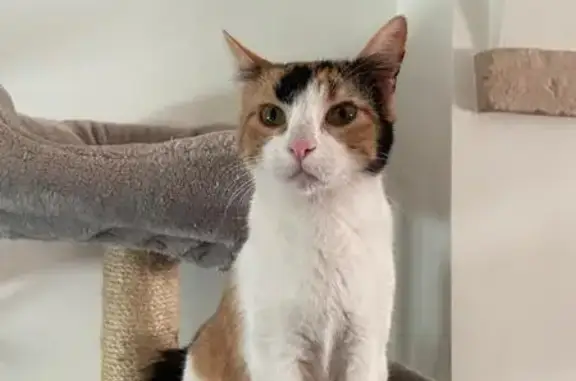 Gatos perdidos, Utrera, foto: ¡Gata Tricolor Perdida en Utrera!