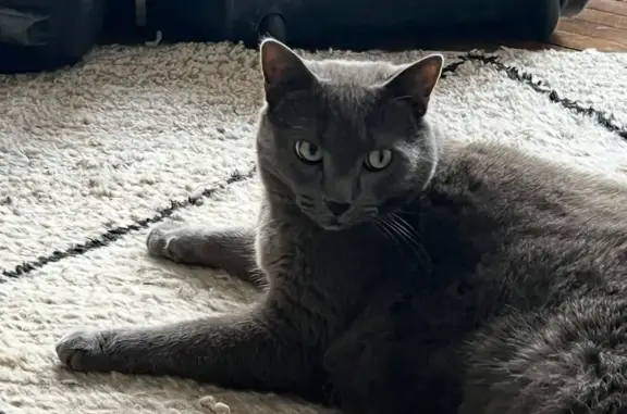 Chat perdu, Linxe, photo: Chat gris perdu, pucé, Linxe, route 880