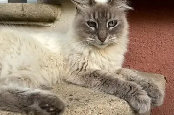 Chatte perdue, blanche-beige, 5 ans, Romans - photo