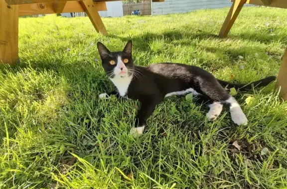 Lost and found pets Fort Wayne, photo: Lost Tuxedo Cat in Fort Wayne Area