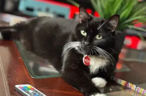 Lost Cat Katty: Black with Green Eyes