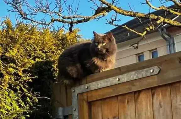 Chat perdu, , photo: Chatte grise perdue à Yvoy-le-Marron