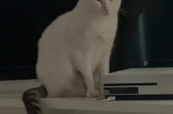 Chatte blanche/grise perdue à Bolbec - photo