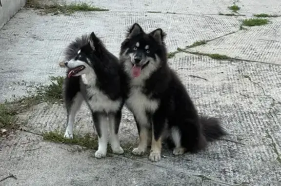 Pomsky perdue, Ruelle du Presbytère - photo