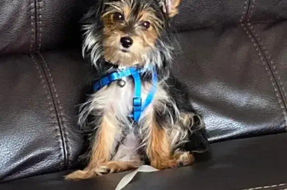 Lost Black, Tan & White Dog in San Antonio