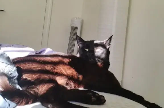 Lost pets Columbus, photo: Lost Cat: Black with Unique Blue Collar