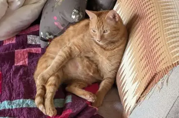 Lost Orange Tabby: Truro, Aug 15