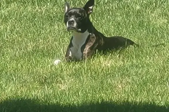 Lost pets St. Charles, photo: Lost: Black Pit Bull Mix Named Harley