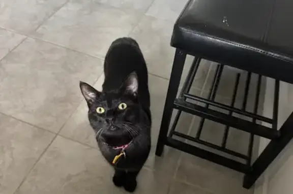 Lost Black Cat: Bold Spots, SE Military Dr
