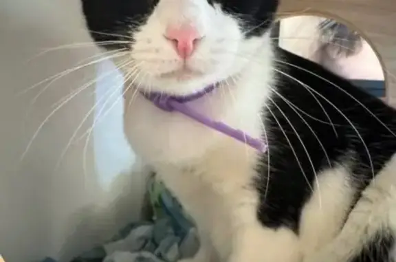 Lost and found pets Fremont, photo: Lost Tuxedo Cat: Purple Collar, Fremont