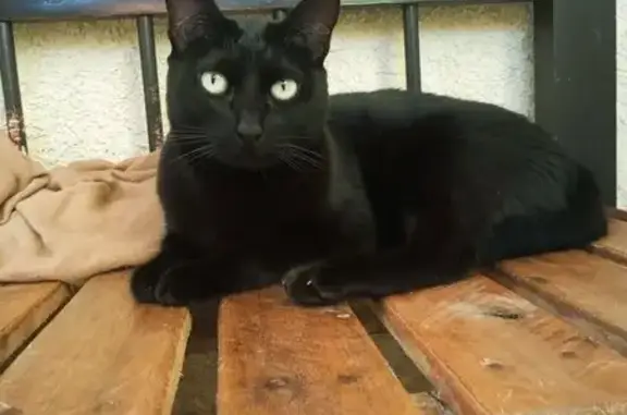 gato desaparecida
