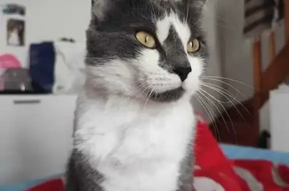 Chatte grise-blanche perdue à Chartres - photo