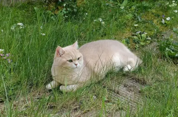 Chat perdu, La Celle-Saint-Cloud, photo: Chat Perdu British Shorthair Sable 75