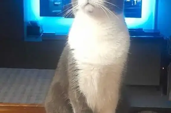 Gatos perdidos, , foto: Buscamos a Gatita Perdida: Gris y Blanca, 3 Años
