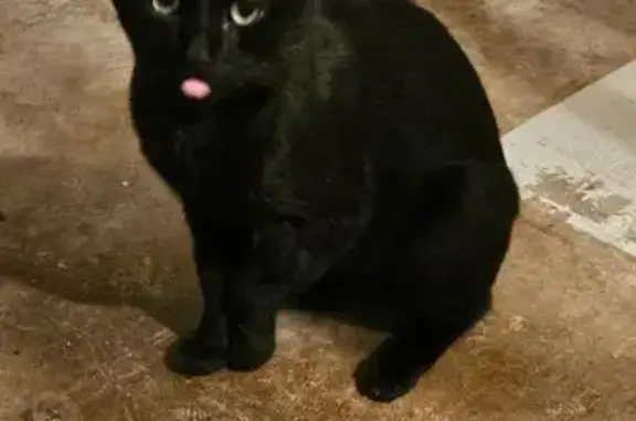 Chat noir blessé trouvé à Besançon - photo