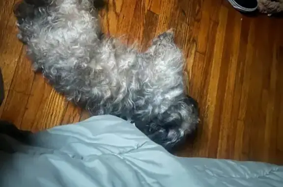 Lost and found pets , photo: Found: Curly-Haired Shih Tzu in Chicago