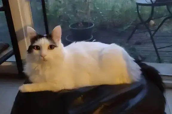 Chat perdu, Feytiat, photo: Chat perdu : blanc, queue et taches noires