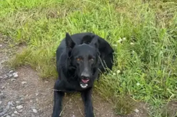 Missing Black Farm Dog: Greenwood, AR