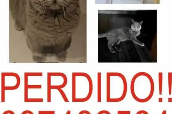 ¡Gato Gris Perdido en Viñamar 1, La Mata!