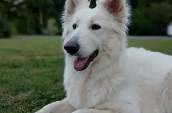 Chien perdu Domalain, photo : Berger blanc suisse femelle perdue Domalain