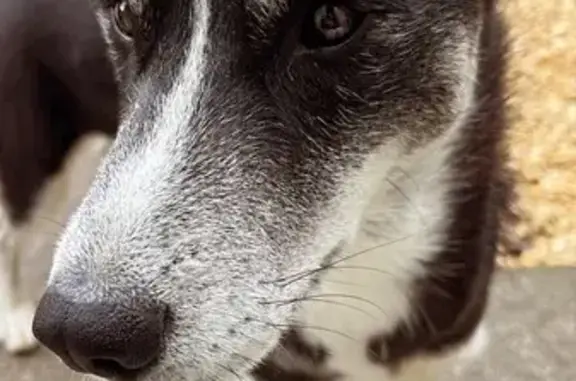 Animaux perdus , photo: Husky noir et blanc perdu à Peyrabout
