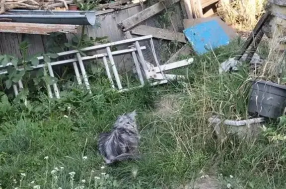 Animaux trouvés Retournac, photo: Chat gris et blanc trouvé à Retournac