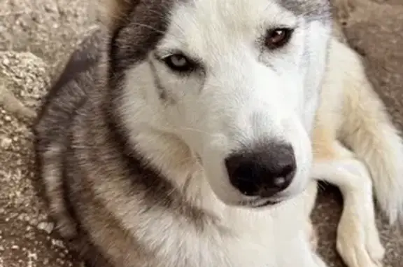Animaux perdus , photo: Husky blanc aux yeux vairons perdu