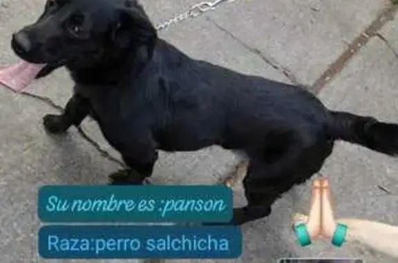¡Perro Perdido en Chimalhuacán! Ayuda