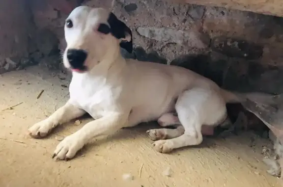 Chien trouvé , photo: Chien trouvé, cherche son maître à St-Jean