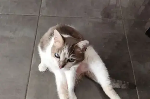 Chat perdu, vieux, un œil abîmé, Millau - photo