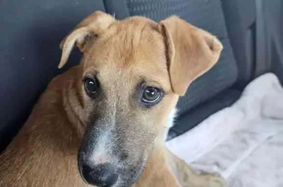Lost and found pets Phoenix, photo: Found: Tan/Black/White Puppy in Phoenix