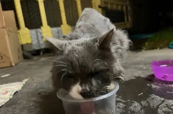 Found: Grey Cat with Shaved Ba...