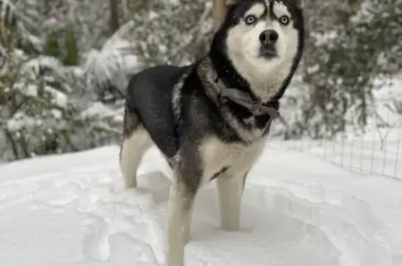 Lost Dog: Dark Grey & White, Blue Eyes