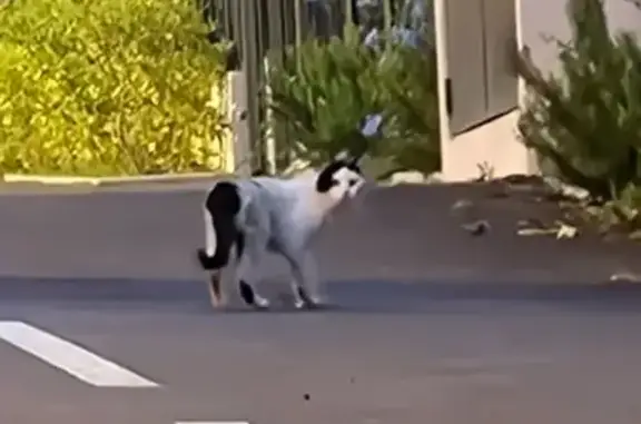 Chat noir et blanc trouvé Allée Jean de Florette - photo
