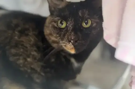 Lost Tortoiseshell Cat Lottie in Edinburgh