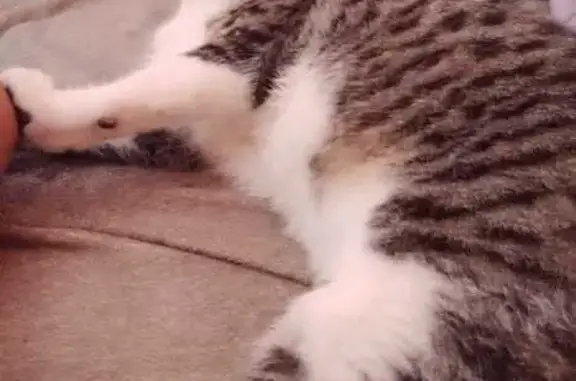 Gato Gris Perdido en Veracruz:...