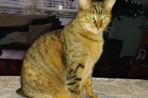 Lost: Female Tabby with Bobtail in Jax